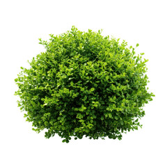 Fototapeta premium Green bush with small leaves isolated on transparent background