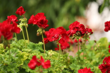 Zonal geranium close up (Pelargonium hortorum)
