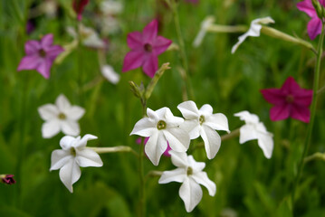Multicolored flowers of decorative tobacco. Nicotiana alata. Garden tobacco. A scattering of flowers in the garden.