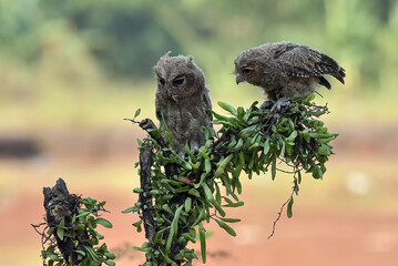 Close-up photo of a Eurasian scoop owl, The Eurasian scops owl (Otus scops), A Scoop Owl looking at camera