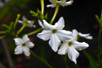 Multicolored flowers of decorative tobacco. Nicotiana alata. Garden tobacco. A scattering of flowers in the garden.
