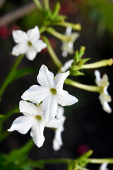 Multicolored flowers of decorative tobacco. Nicotiana alata. Garden tobacco. A scattering of flowers in the garden.