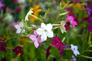Multicolored flowers of decorative tobacco. Nicotiana alata. Garden tobacco. A scattering of flowers in the garden.