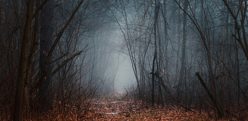 Mysterious pathway perspective. Footpath through the dark, hazy, autumnal, misty forest with high trees. Arch in the autumnal forest with yellow leaves on the ground.
