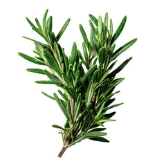 Fototapeta premium Fresh Green Rosemary in Flatlay Composition on White Background 