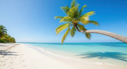 Tropical beach scene with palm tree (2)