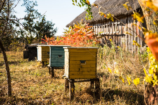 Colorful wooden beehives in rural apiary near old wooden house, autumn countryside landscape.