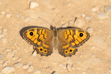 Wall Butterfly