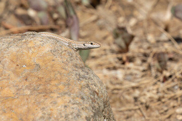 Wall Lizard