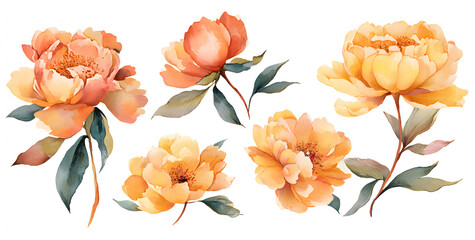 Set of peonies flower yellow orange color Watercolor, spring collection of hand drawn flowers , Botanical plant illustration , elegant watercolor ,transparent background, PNG.