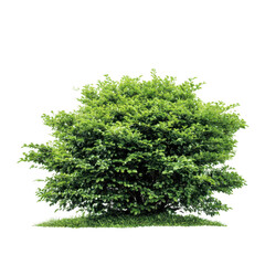Obraz premium Green bush with grass isolated on transparent background
