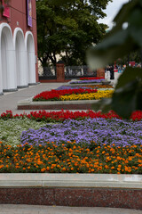 flowers in the garden