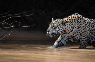 Jaguar stalking prey in water in Pantanal, Brazil