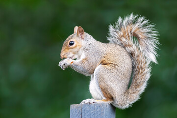Grey squirrel eating nut on a garden fence post
