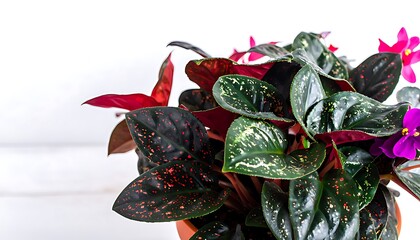 Close-up of a polka-dot plant in a pot.