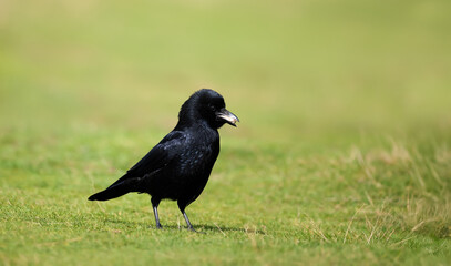 Close-up of a carrion crow feeding on a green grass in a meadow