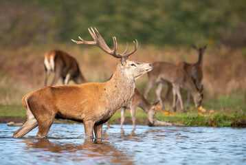 Dominant majestic red deer stag with large antlers standing in water during rutting season in autumn