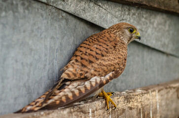 A common kestrel (Falco tinnunculus) perched on rough wooden planks in an old greenhouse. Soft bokeh background with concrete wall. Shallow depth of field. Wildlife, nature, birdwatching.