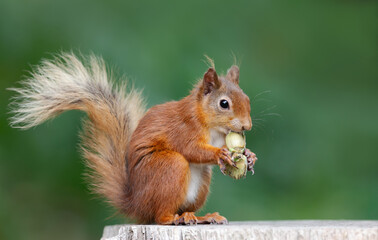 Portrait of a cute red squirrel eating green hazelnuts on a tree stump
