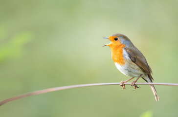 Fototapeta premium Portrait of European robin singing in spring