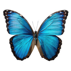Obraz premium Blue butterfly with orange spots on its wings