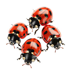 Fototapeta premium Close-up of five ladybugs clustered together. Bright red shells with black spots. High-contrast image