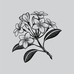 Geranium Vintage Botanical Line Art Illustration
