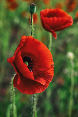 Beautiful summer Poppy fields, Pskov region
