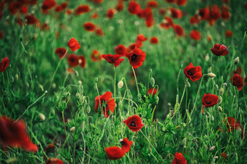 Beautiful summer Poppy fields, Pskov region