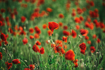 Beautiful summer Poppy fields, Pskov region