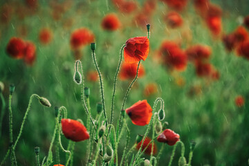 Beautiful summer Poppy fields, Pskov region