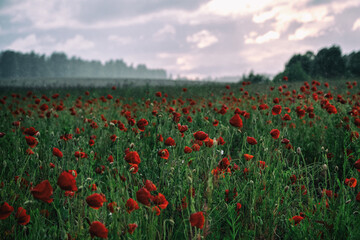 Beautiful summer Poppy fields, Pskov region