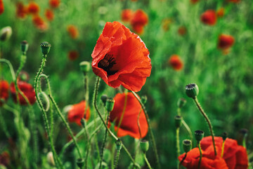 Beautiful summer Poppy fields, Pskov region