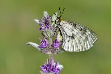 Photos of butterflies and insects.