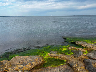 Ostsee mit Algen am Ufer