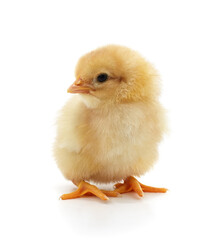 Obraz premium Baby yellow chicken.
