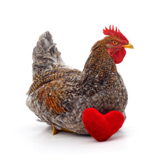 Chicken with toy heart.