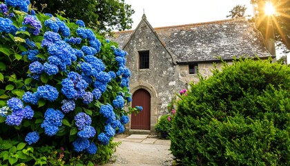 Vibrant blue hydrangeas frame a stone building.