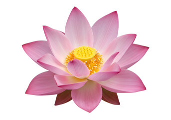 Pink Lotus Flower: A Close-Up View isolated transparent on White Background