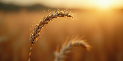 Obraz premium close up of wheat stalk