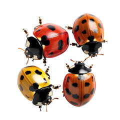 Fototapeta premium Ladybugs Grouped Together, Different Colors, Black Background, Insect Close-Up.