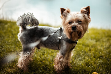 A well-groomed Yorkshire Terrier dog posing on the green grass on a river bank. A charming Yorkie lapdog, doggy stands gracefully in a grassy coast.