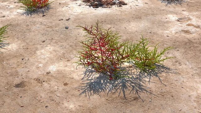 Kuialnyk Estuary, common glasswort Salicornia europaea, succulent plant grows on salty mud on the shore of a reservoir, Odessa region