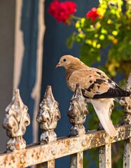 Dove on ornate fence