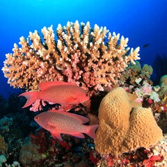 Coral reef with two fish