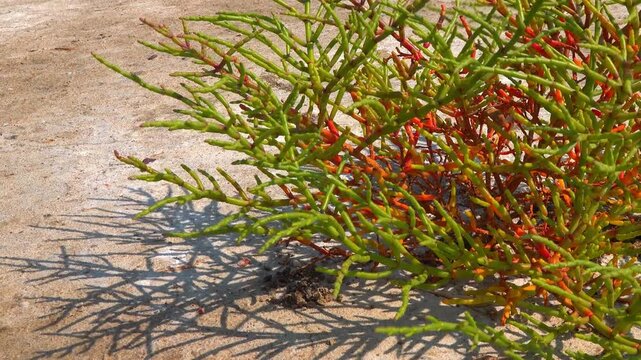 Kuialnyk Estuary, common glasswort Salicornia europaea, succulent plant grows on salty mud on the shore of a reservoir, Odessa region