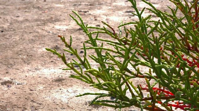 Kuialnyk Estuary, common glasswort Salicornia europaea, succulent plant grows on salty mud on the shore of a reservoir, Odessa region