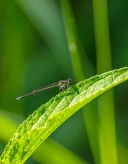 Dragonfly on a leaf