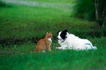 Border Collie looking at a cat