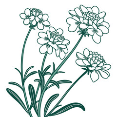 candytuft vector